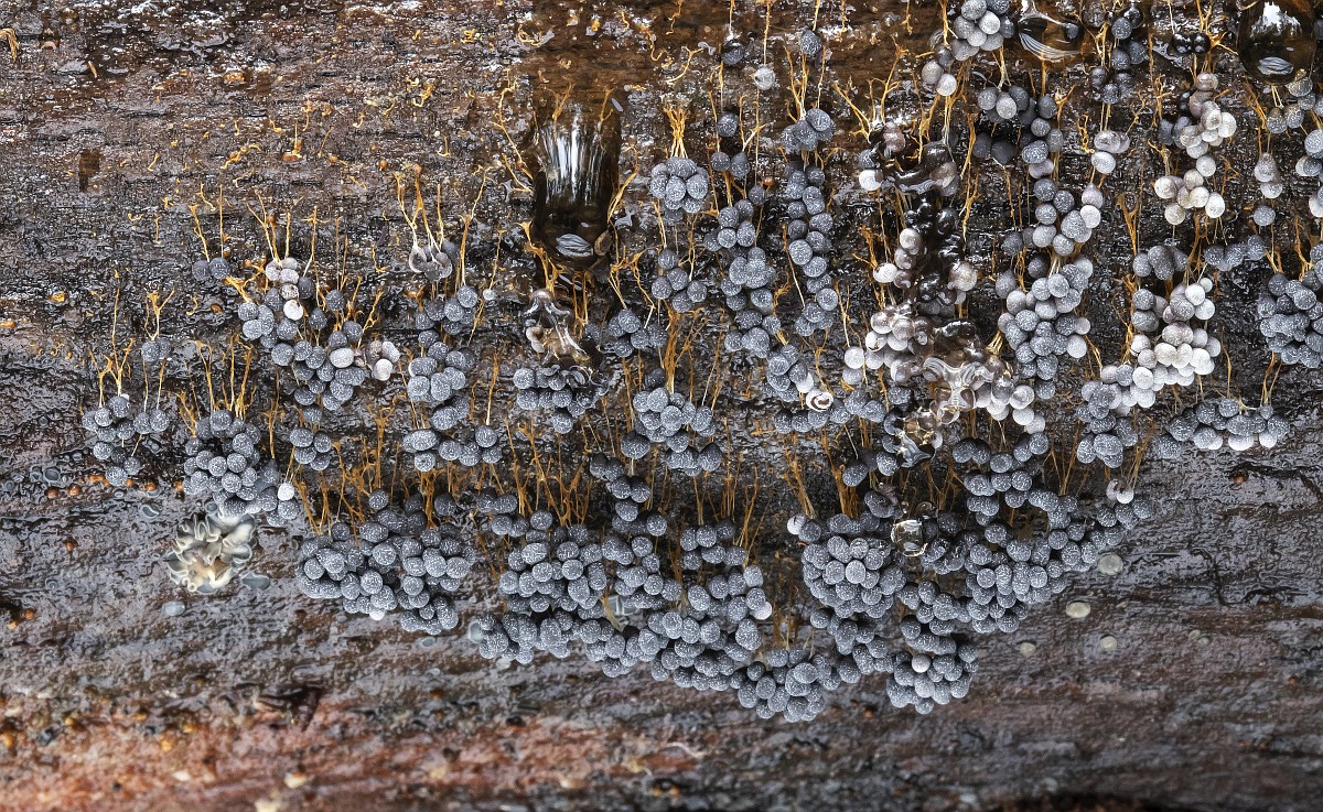 Ikki kishilik xotinning jinsiy aloqasini tomosha qiling Paypoq bilan boglangan jinsiy olatni